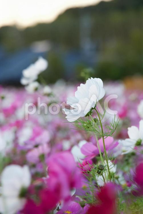 白い一輪の秋桜 自然,景色,秋桜の写真素材