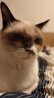 寝床の守り神 寝床の守り神 ネコ,もふもふ,動物の写真素材