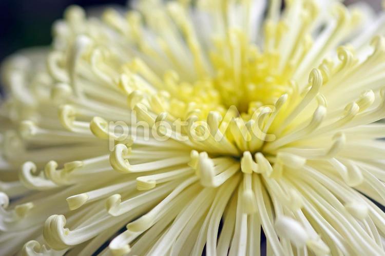 大菊　キク　白い花　秋の花 菊,キク,きくの写真素材