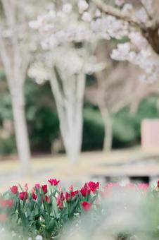 Photo, flower, plant, nature, 