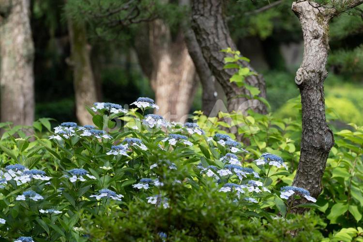 日比谷・皇居周辺散策 紫陽花,あじさい,アジサイの写真素材
