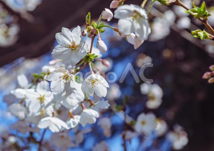 ソメイヨシノ桜2ー45 ソメイヨシノ,桜,蕾の写真素材
