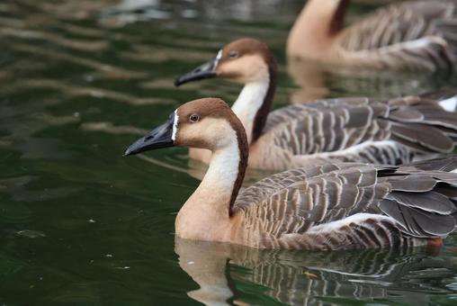 サカツラガン～井の頭自然文化園水生物園 サカツラガン,雁,酒面雁の写真素材