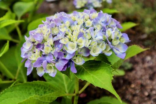 高貴な紫陽花の写真