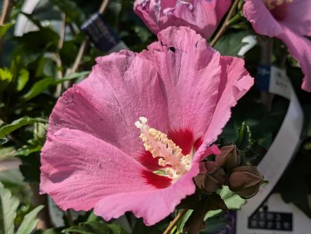 Pink Rose of Sharon, JPG Pink Rose of Sharon, JPG