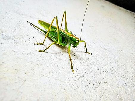 昆虫　キリギリス キリギリス,昆虫,虫の写真素材