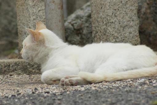 ねこ ねこ のらねこ,にゃんこ,可愛いの写真素材