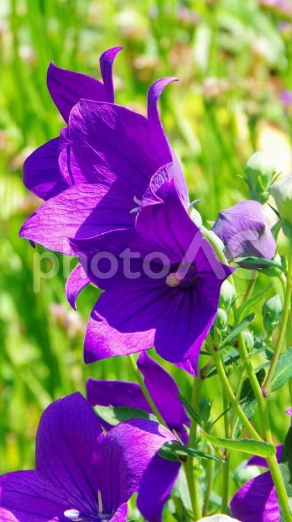 キキョウの花の接写（桔梗） 桔梗,花,キキョウの写真素材