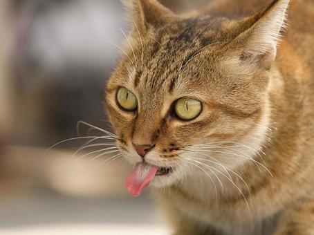 野良猫の顔 野良猫の顔 猫,野良猫,茶トラの写真素材