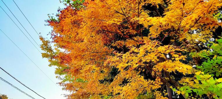 紅葉した木の写真