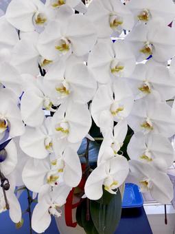 胡蝶蘭 胡蝶蘭 胡蝶蘭,蘭,洋ランの写真素材