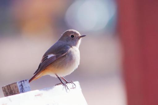アップで撮った可愛いジョウビタキの雌 アップで撮った可愛いジョウビタキの雌 鳥,ジョウビタキ,冬の写真素材