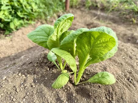 かつお菜 かつお菜 野菜,苗,栽培の写真素材