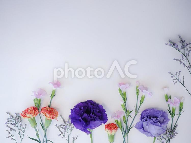 カラフルで爽やかな生花のフレーム素材 花,生花,カーネーションの写真素材