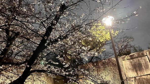 Photo, cherry blossoms, full bloom, park, 