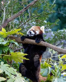木にぶら下がるレッサーパンダ 木にぶら下がるレッサーパンダ 動物,のぼる,登るの写真素材