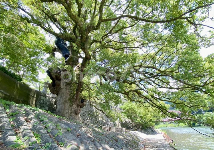 與止日女神社の樹齢1400年のクスノキ クスノキ,楠,樹木の写真素材