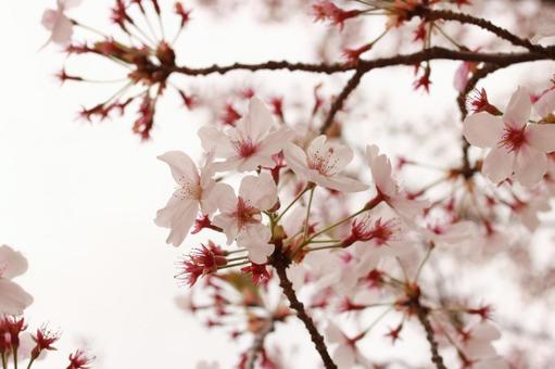 桜の写真