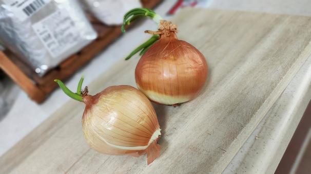 芽が出ちゃった玉ねぎ 玉ねぎ,失敗,芽が出たの写真素材
