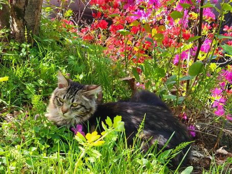 An elegant cat standing in the grass, JPG An elegant cat standing in the grass, JPG