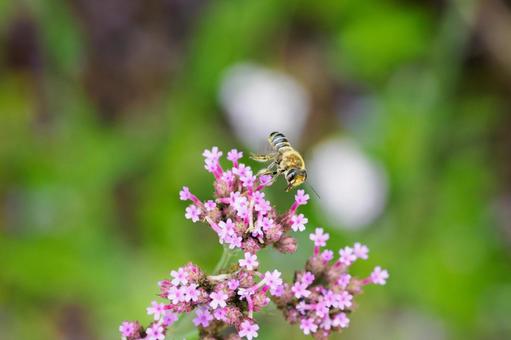 ヤナギハナガサとミツバチ⑷の写真