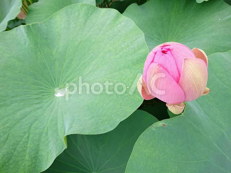 大賀ハスの蕾 蕾,大賀ハス,蓮の写真素材