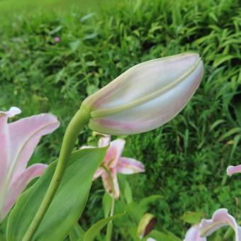 カサブランカ(ユリ) カサブランカ(ユリ)の写真