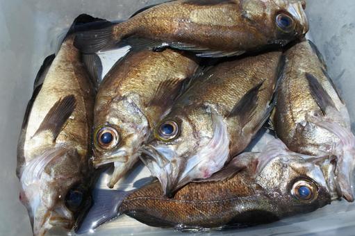 メバル 瀬戸内海の魚 メバル 瀬戸内海の魚の写真