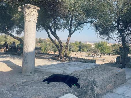 アテネの黒猫 アテネの黒猫 猫,ギリシャ,アテネの写真素材