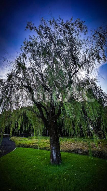 雰囲気のある柳の木 柳,柳の木,木の写真素材