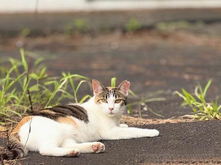 見つめる三毛猫 見つめる三毛猫の写真