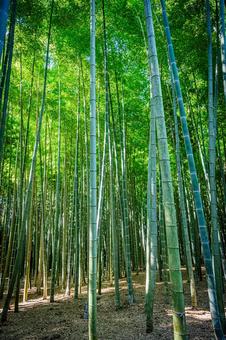栃木県　竹林 栃木,栃木県,宇都宮市の写真素材