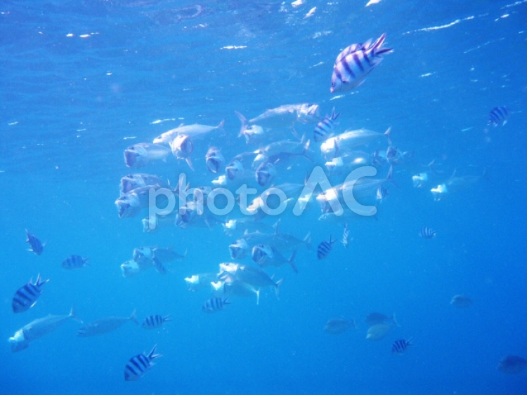 魚の群れ 魚,さかな,サカナの写真素材