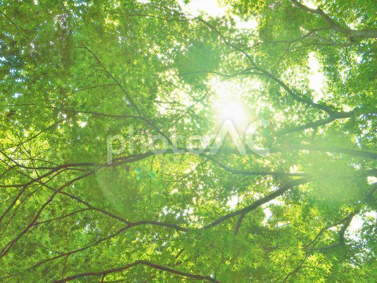 木漏れ日 木漏れ日,光,緑の写真素材