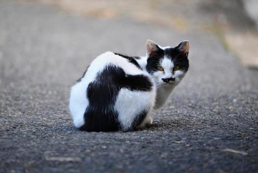 浄瑠璃寺のニャンズ　秋編 猫,動物,屋外の写真素材