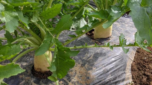 貸し農園の大根 貸し農園の大根 野菜作り,大根,畑の写真素材