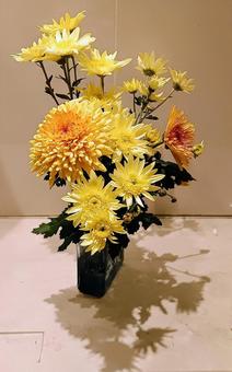 菊の投げ入れ② キク,菊,キク科キク属の写真素材