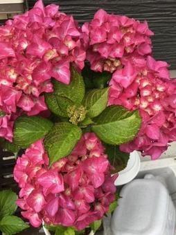 Photo, hydrangea, black diamond, flower, 