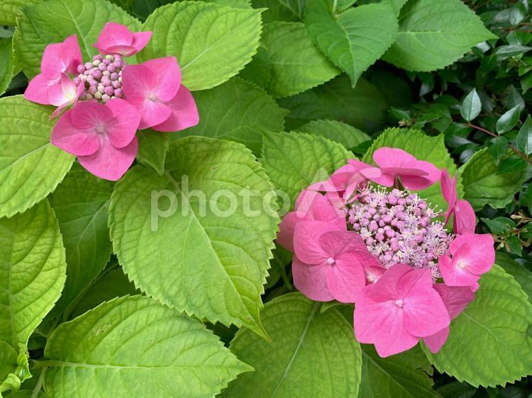 ガクアジサイ ガクアジサイ,額紫陽花,がくあじさいの写真素材