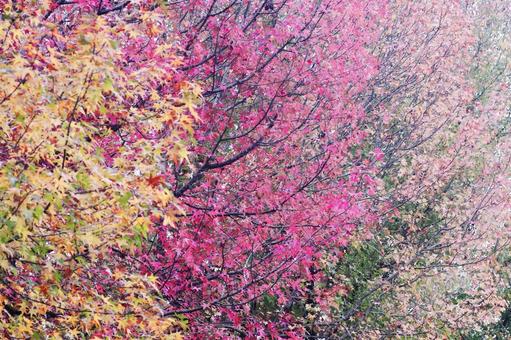 カラフルな紅葉の風景 カラフルな紅葉の風景 紅葉,秋,風景の写真素材