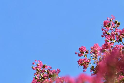 Photo, crisp berry, blue sky, summer, 