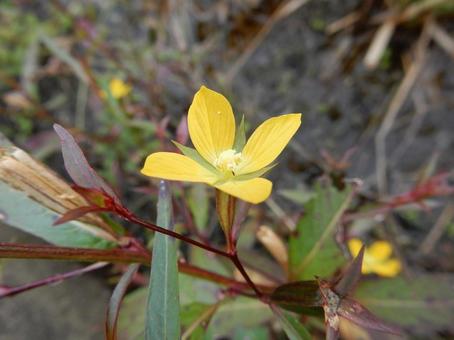 【花の写真】ヒレタゴボウ(鰭田牛蒡) 【花の写真】ヒレタゴボウ(鰭田牛蒡) ヒレタゴボウ,鰭田牛蒡,植物の写真素材