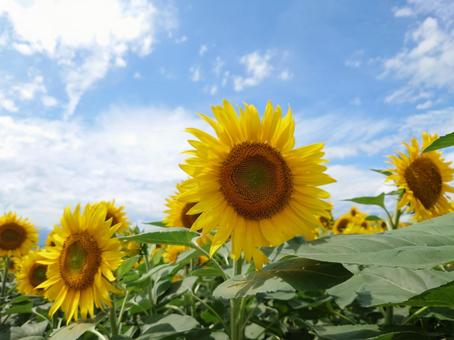 Photo, sunflower, sunflower field, sky, 