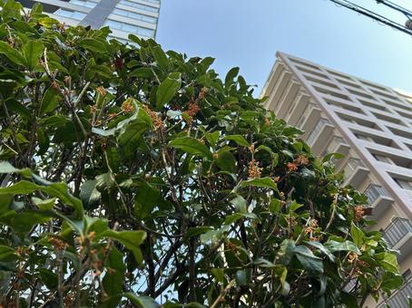 キンモクセイ キンモクセイ,金木犀,秋の写真素材