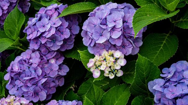 紫色の紫陽花の花 マクロ撮影 紫色の紫陽花の花 マクロ撮影 紫陽花,あじさい,ガーデニングの写真素材