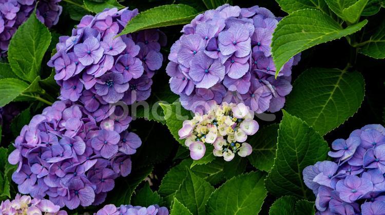 紫色の紫陽花の花　マクロ撮影 紫陽花,あじさい,ガーデニングの写真素材