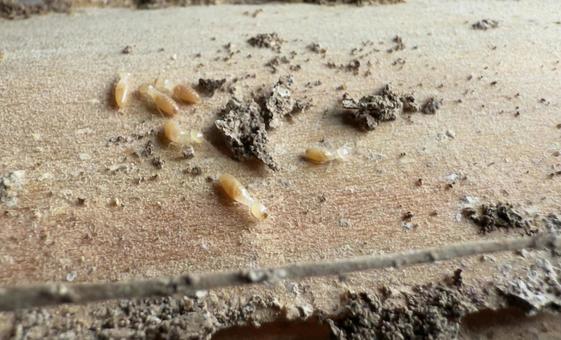 木造住宅の柱からシロアリの大群 木造住宅の柱からシロアリの大群の写真