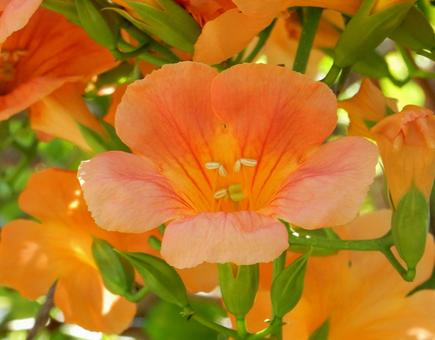 【花の写真】ノウゼンカズラ(凌霄花) 【花の写真】ノウゼンカズラ(凌霄花)の写真
