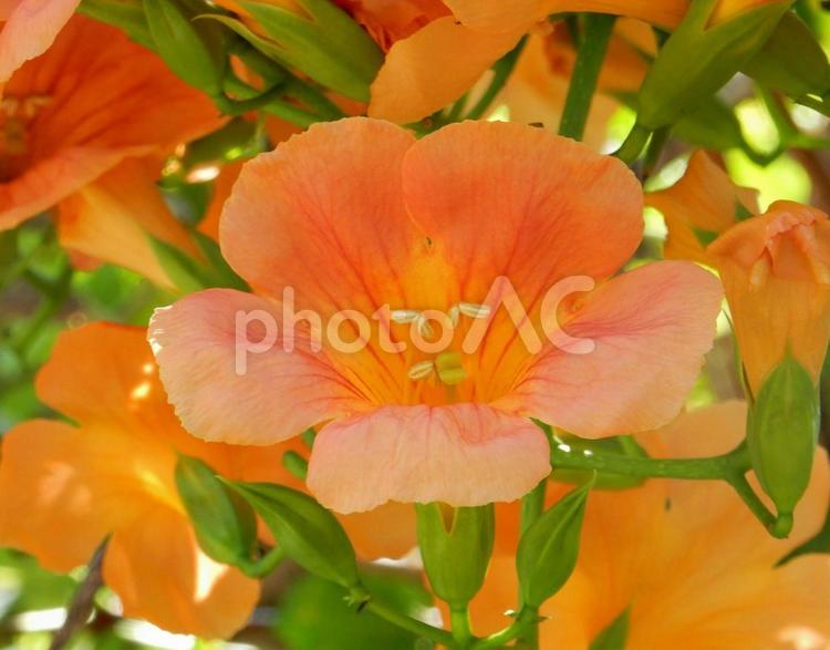 【花の写真】ノウゼンカズラ（凌霄花） ノウゼンカズラ,凌霄花,自然の写真素材