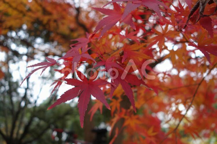 立川昭和記念公園の紅葉 ブランチ,メープル,何人もありませんの写真素材